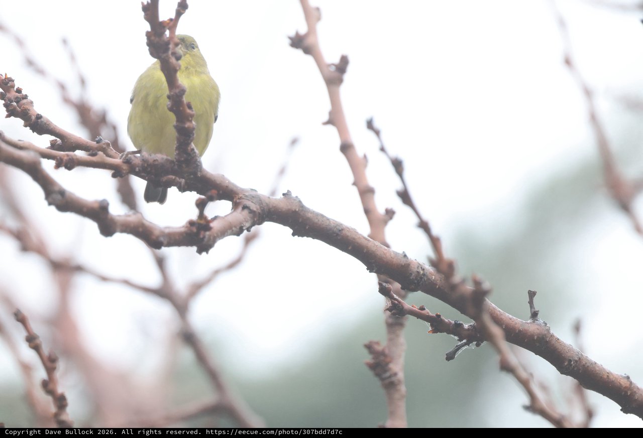 Yellow Finch Perched on Winter Branch