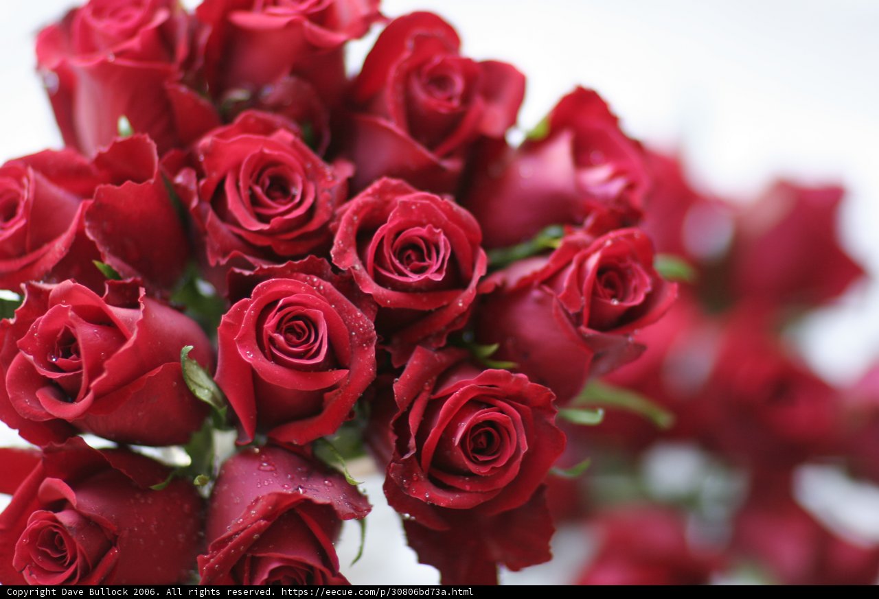 A Bouquet of 13 Stunning Red Roses