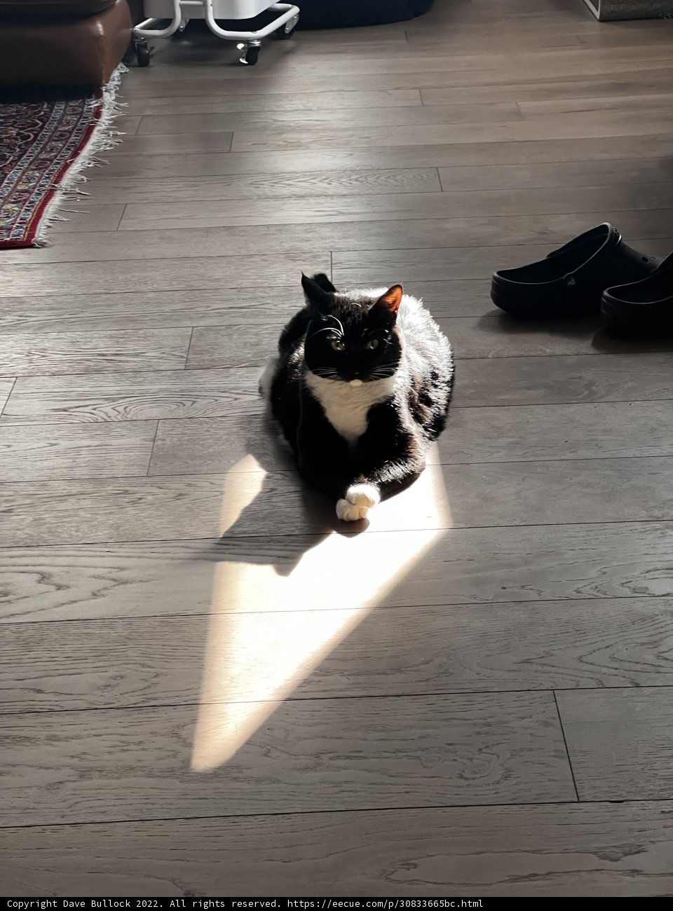 Classic Cat Pose