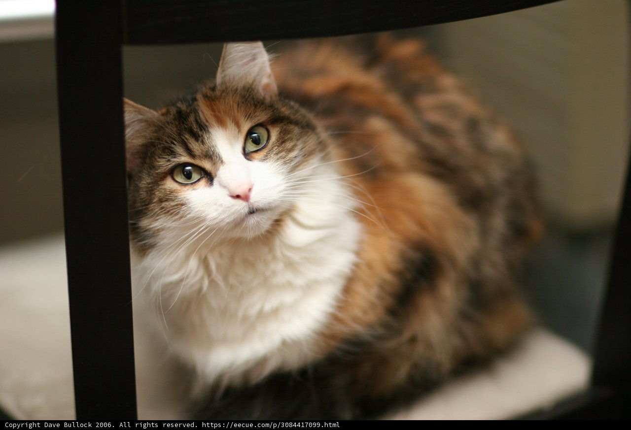Regal Manx Cat