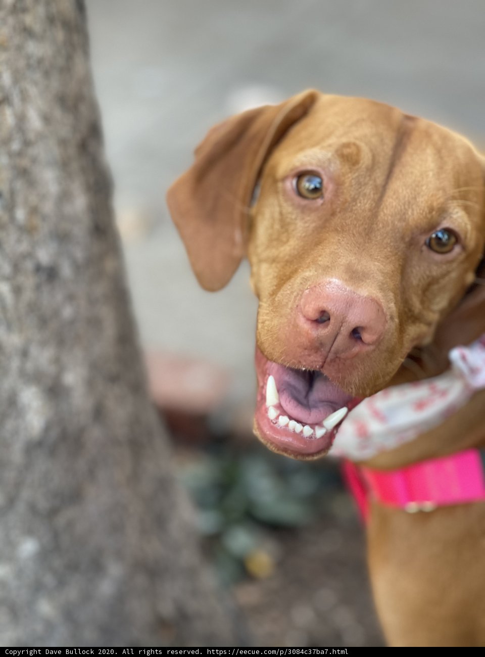 Smiling Vizsla with Pink Collar