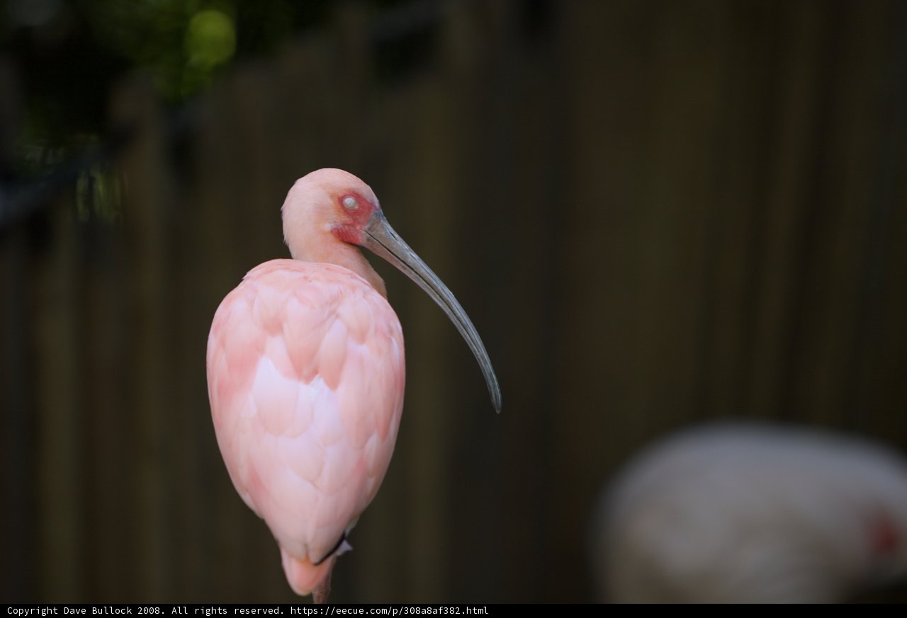 The Pink Beauty