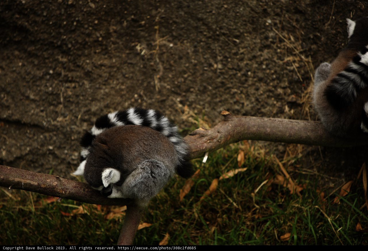 Playful Pals at Oakland Zoo