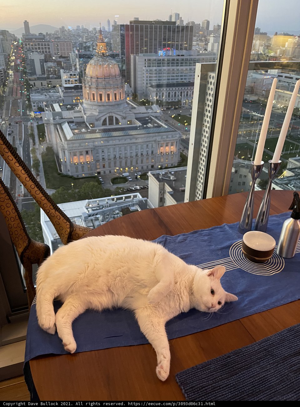 The White Cat in the City