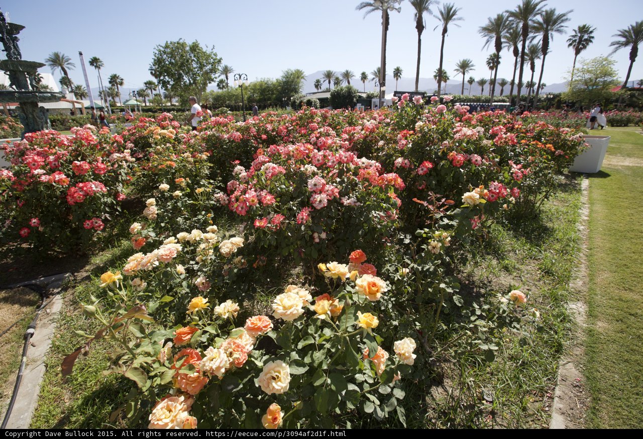A Garden of Beautiful Roses