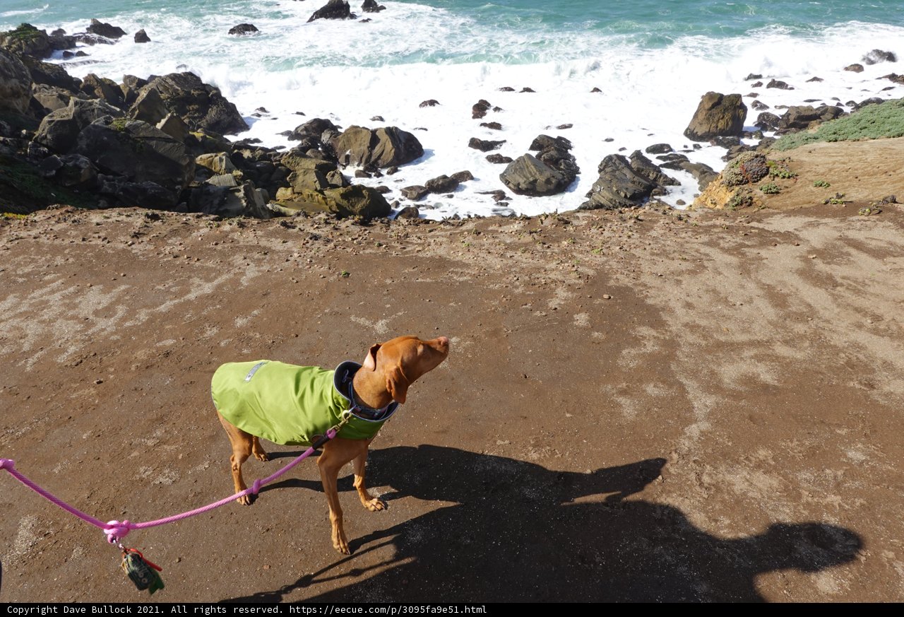 Cliffside Pooch