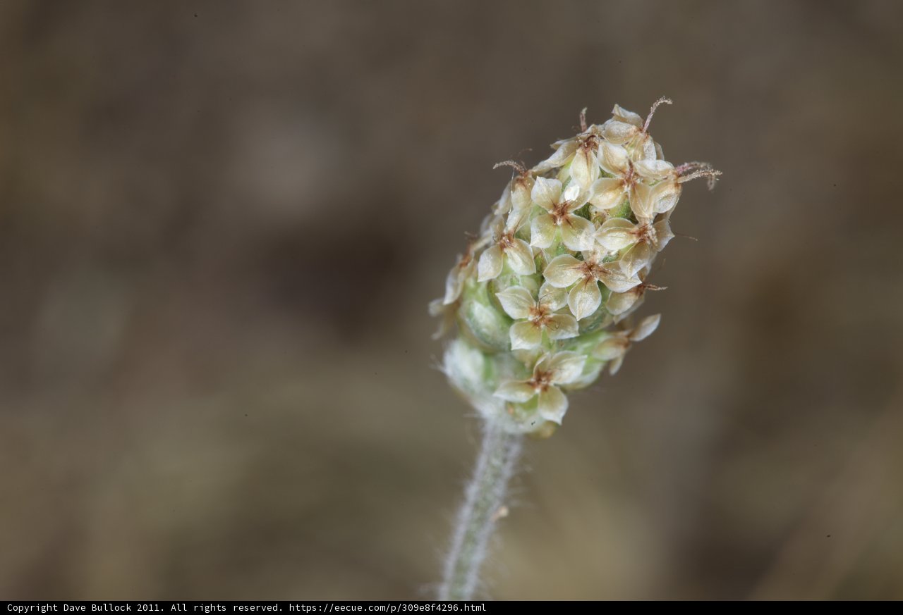 Budding Beauty