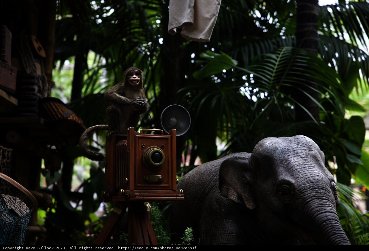 Monkeying Around on an Elephant