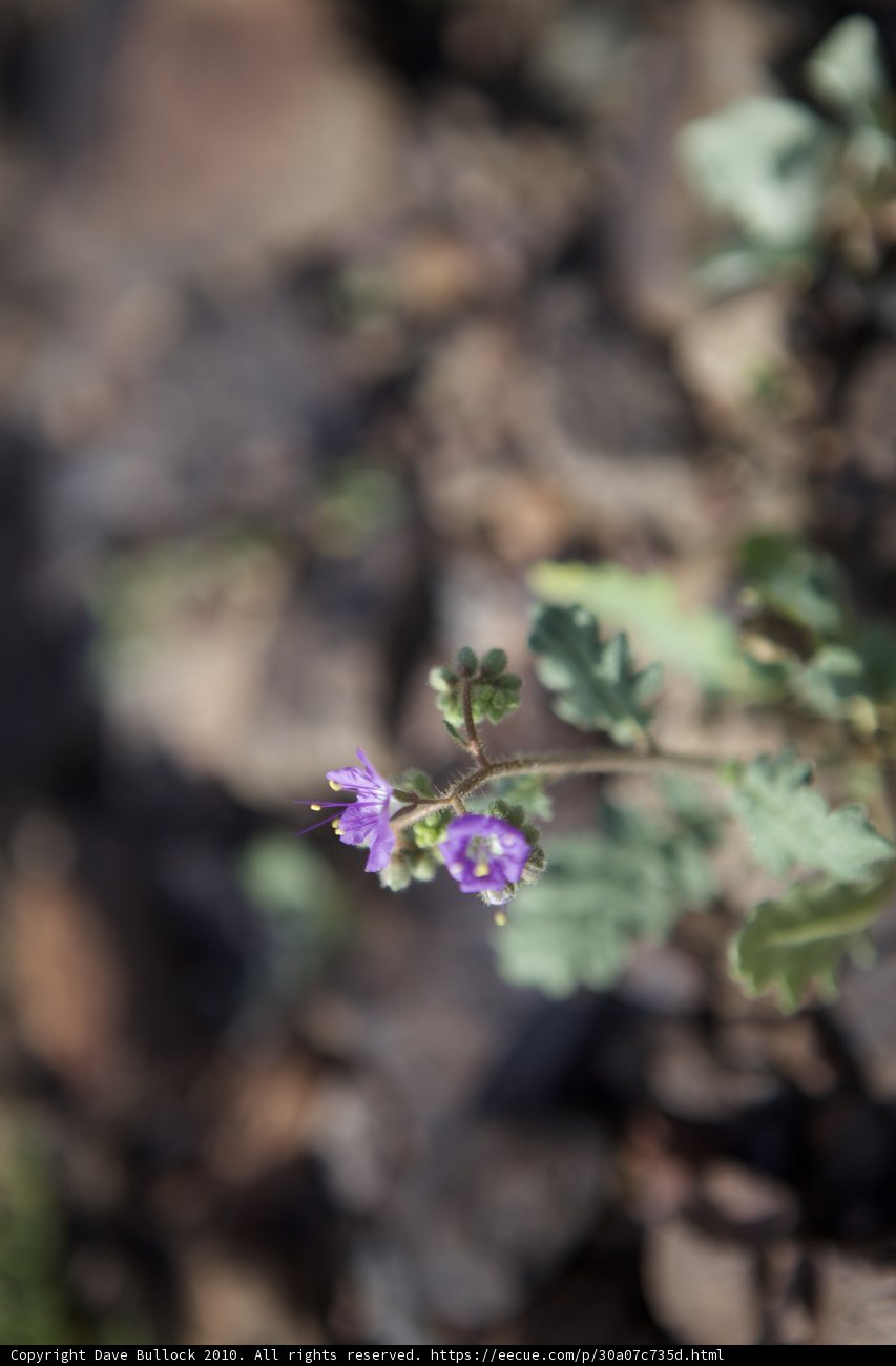 Delicate Geranium Blossom