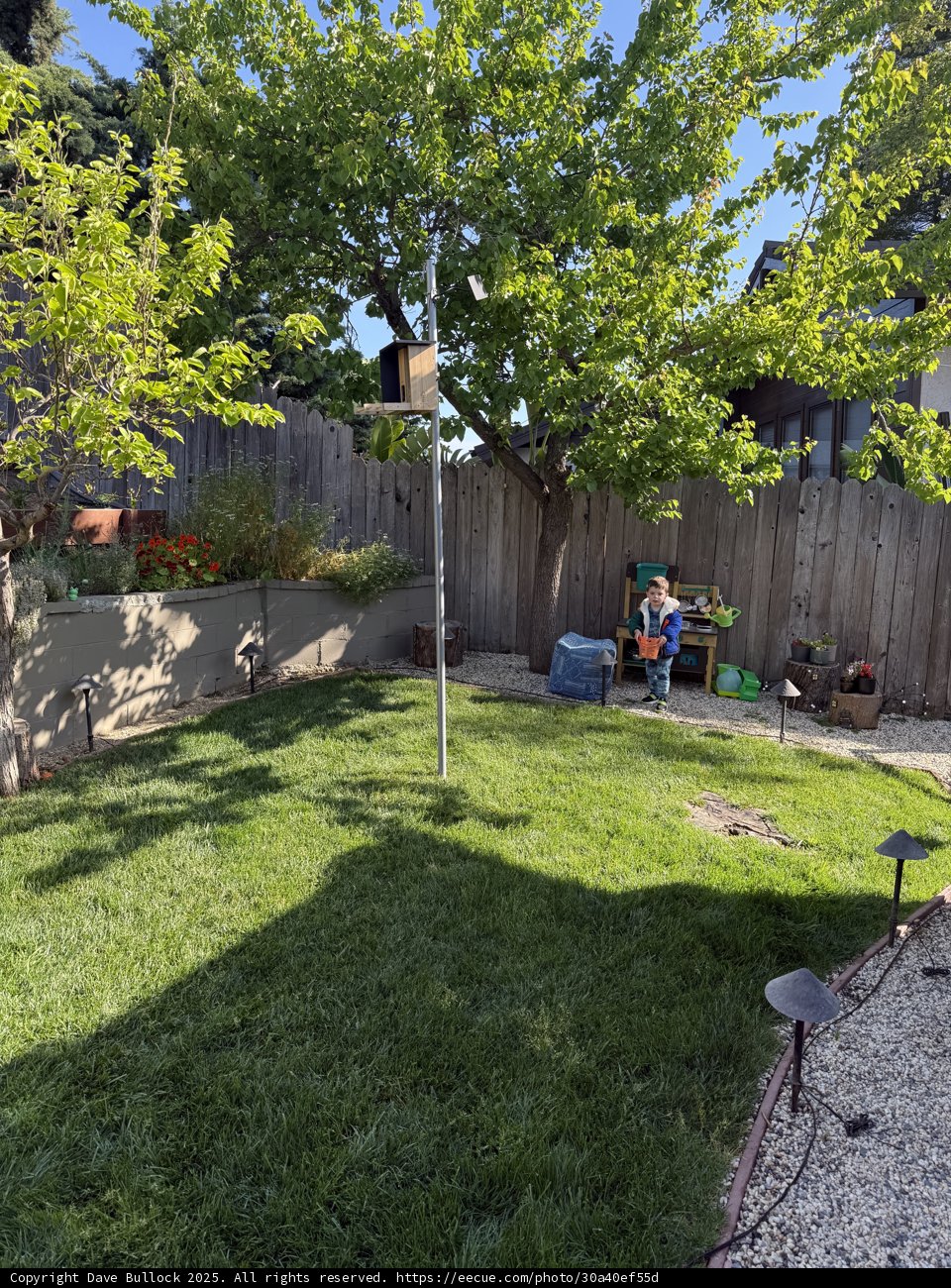 Spring Morning in the Backyard