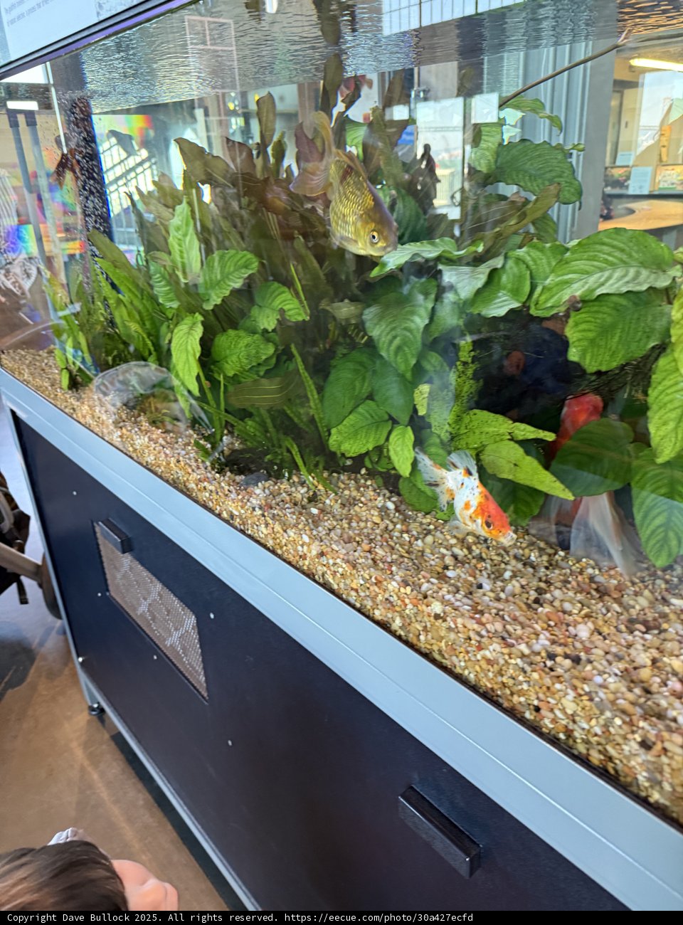 Underwater Wonders at Pier 15