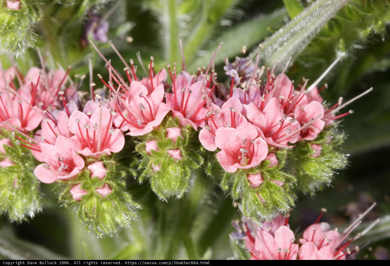 Pink Geranium