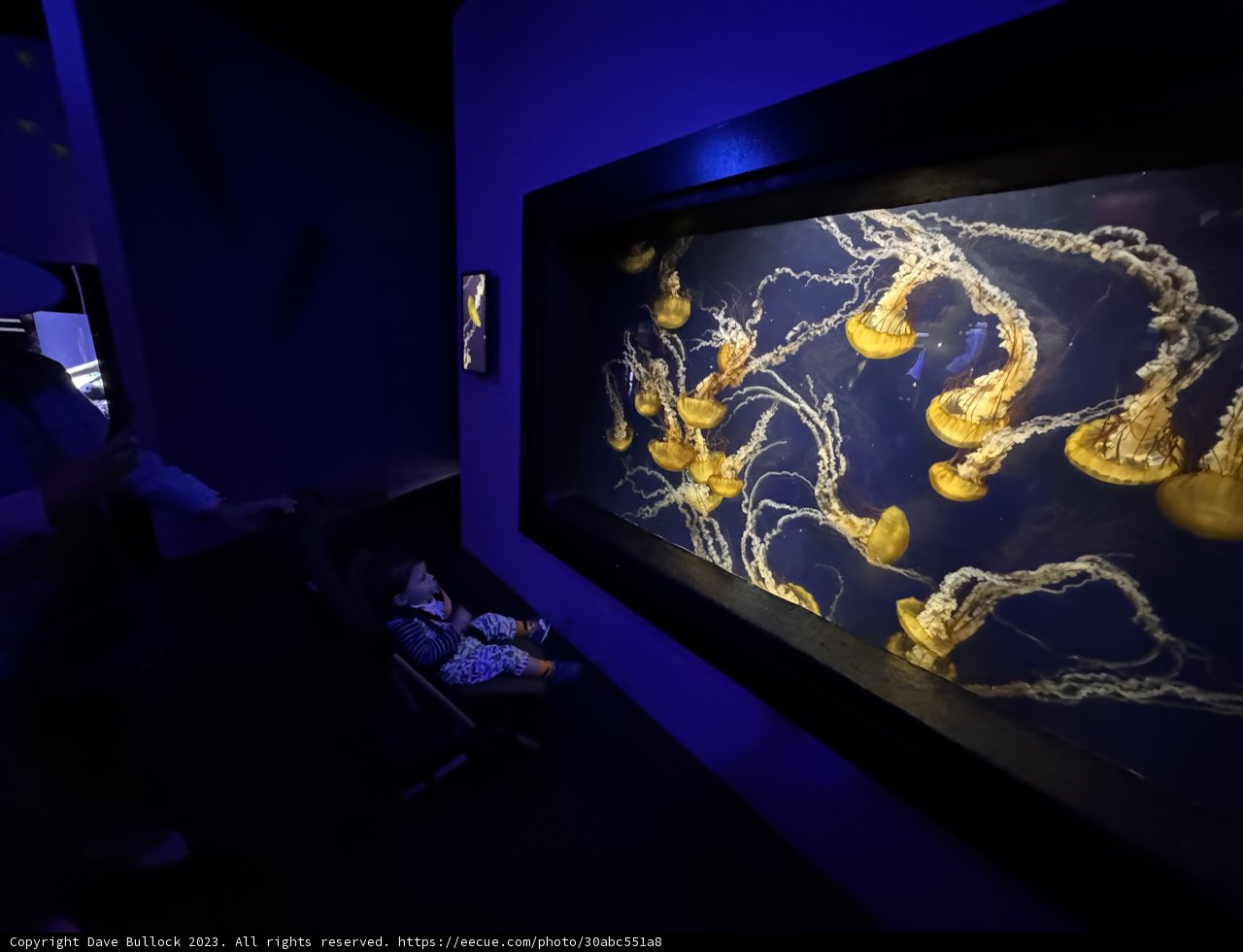 Wonder at The Aquarium
