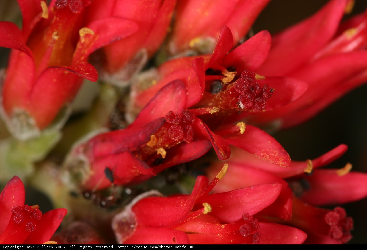 Red Flowers with Black and White Insects