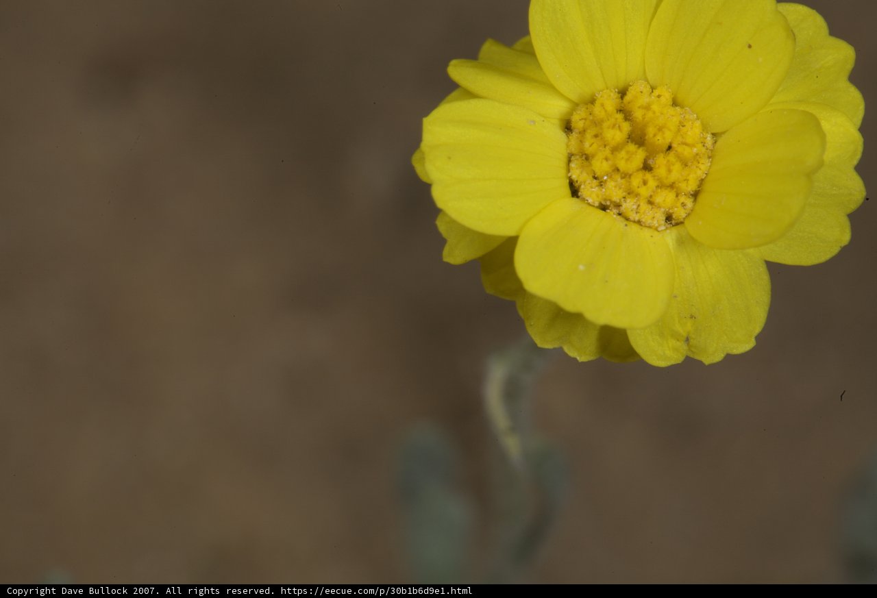 Sunny Blooms