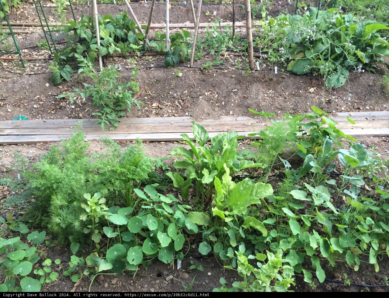 Bountiful Herbal Garden