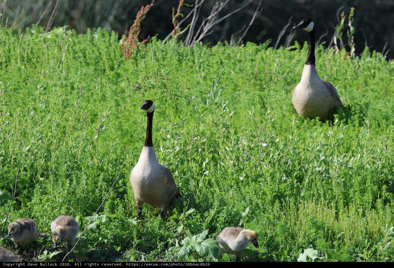 Canada Goose Family Foraging in Spring Wetland Meadow