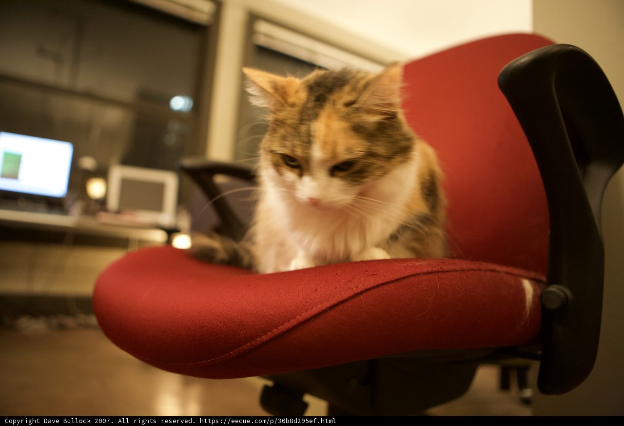 Office Cat