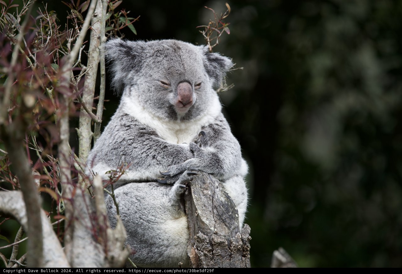 Koala Calm at SF Zoo, 2024