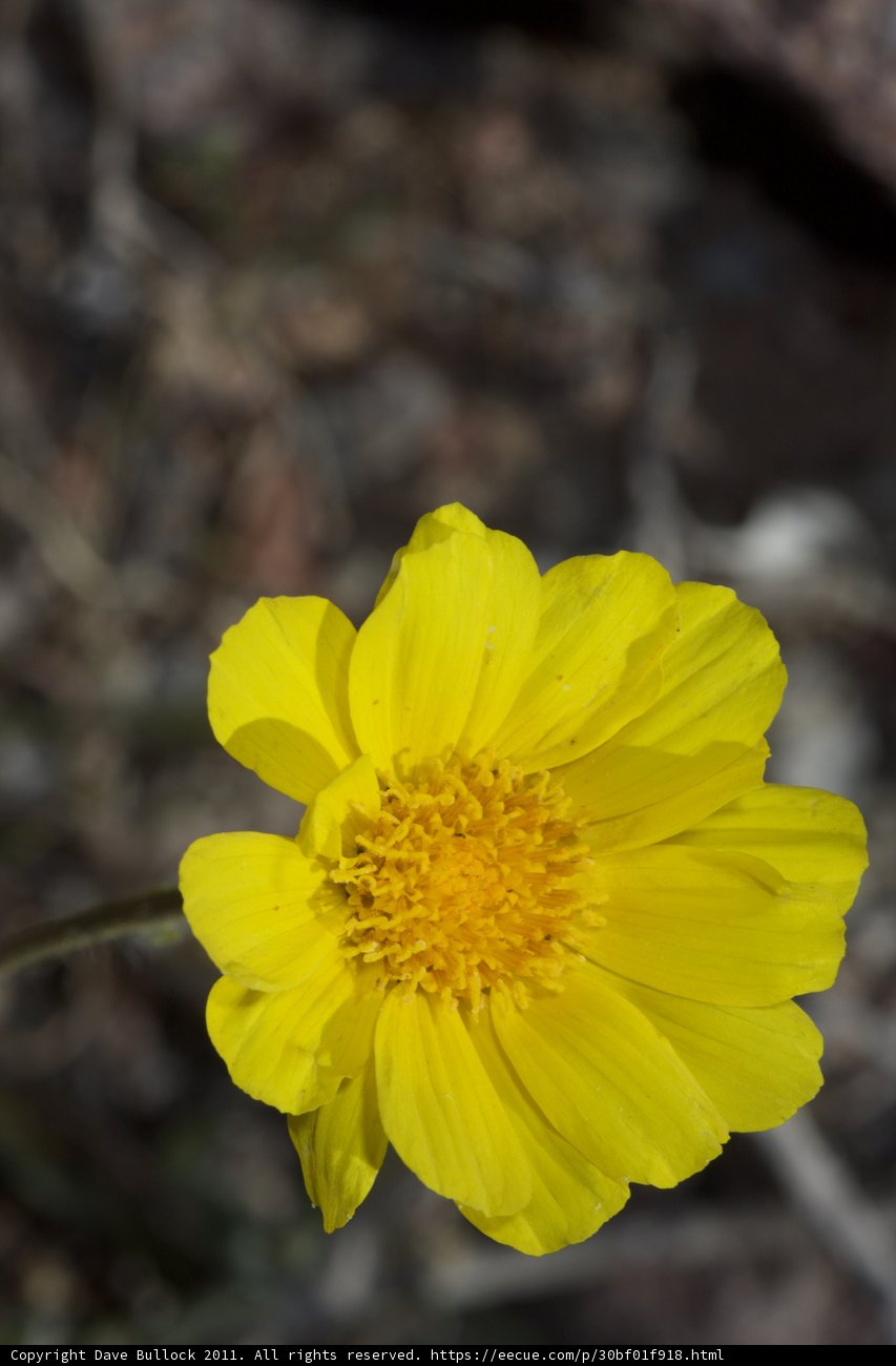 Sunny Bloom