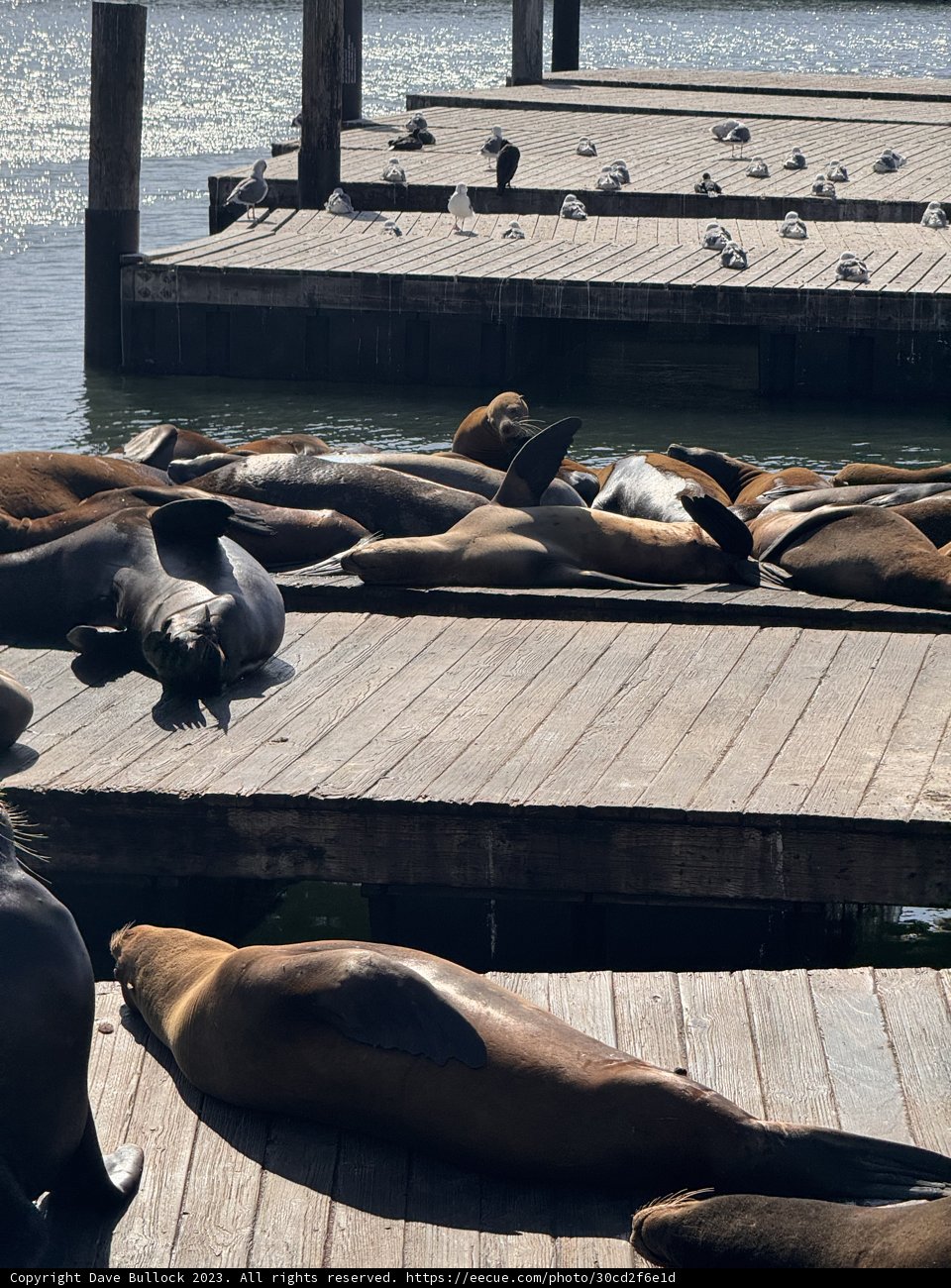 Leisurely Afternoon at the San Francisco Bay