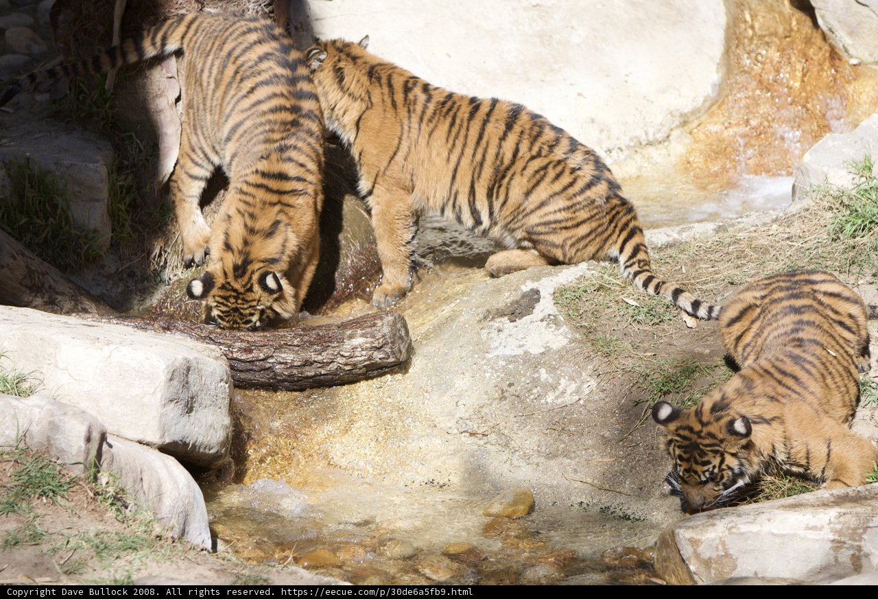 Three Wild Tigers Quenching Their Thirst