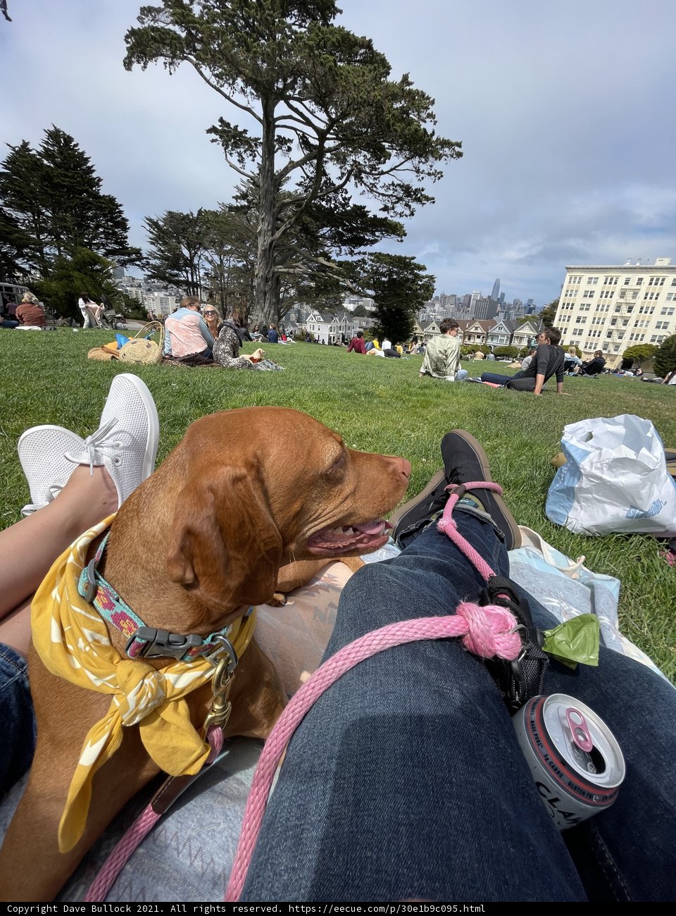 Lapdog in the Park