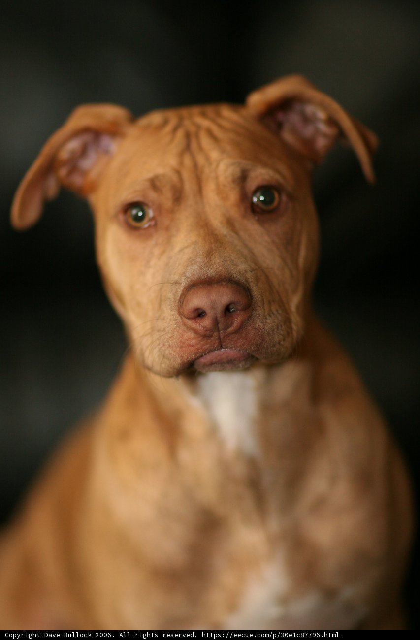 Gaze of the Pitbull Vizsla Mix