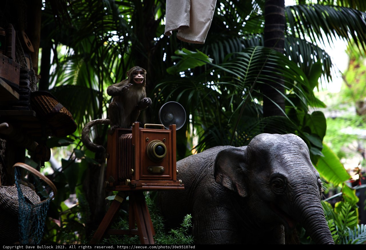 Capturing the Jungle's Magic: An Elephant's Perspective