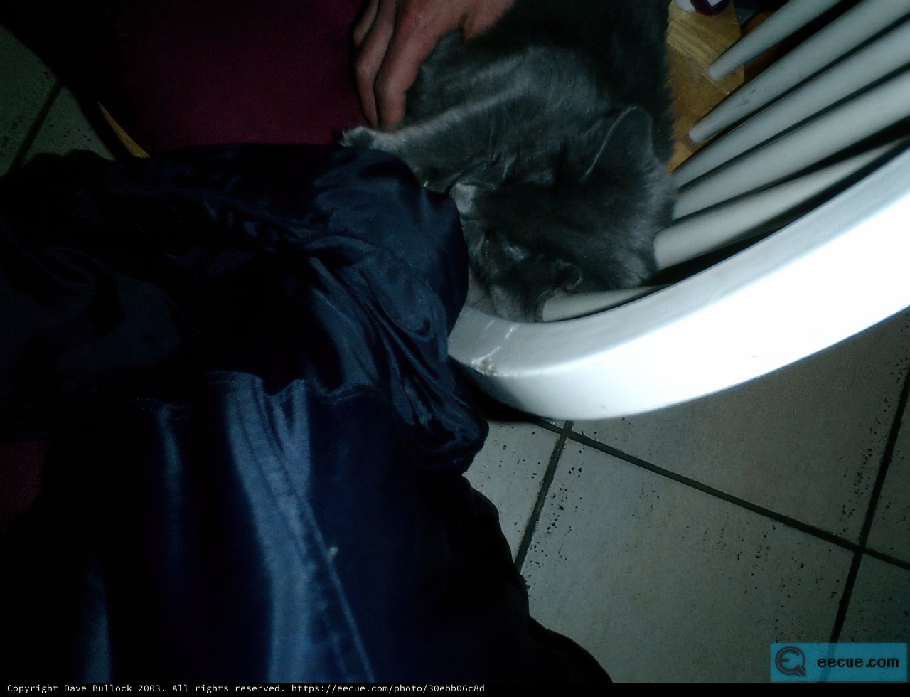 Feline Cozies Up on Human's Lap