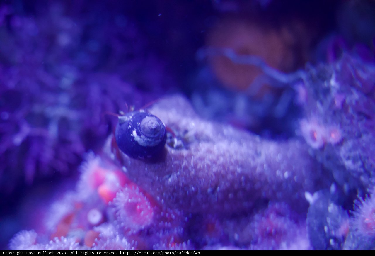 Aquatic Symphony: A Snail's Coral Habitat