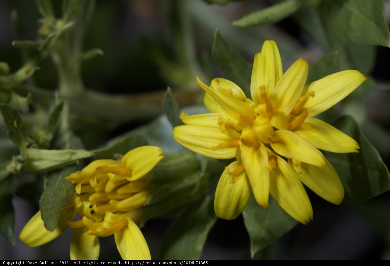 Yellow Blossom