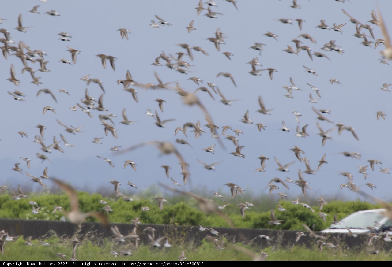 Flight of the Flock