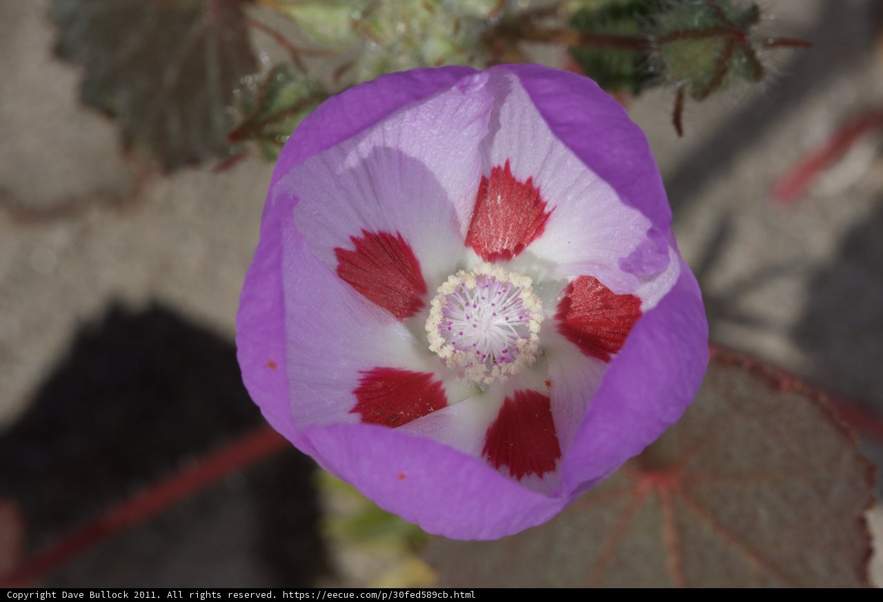 Purple Petunia with Vibrant Centers