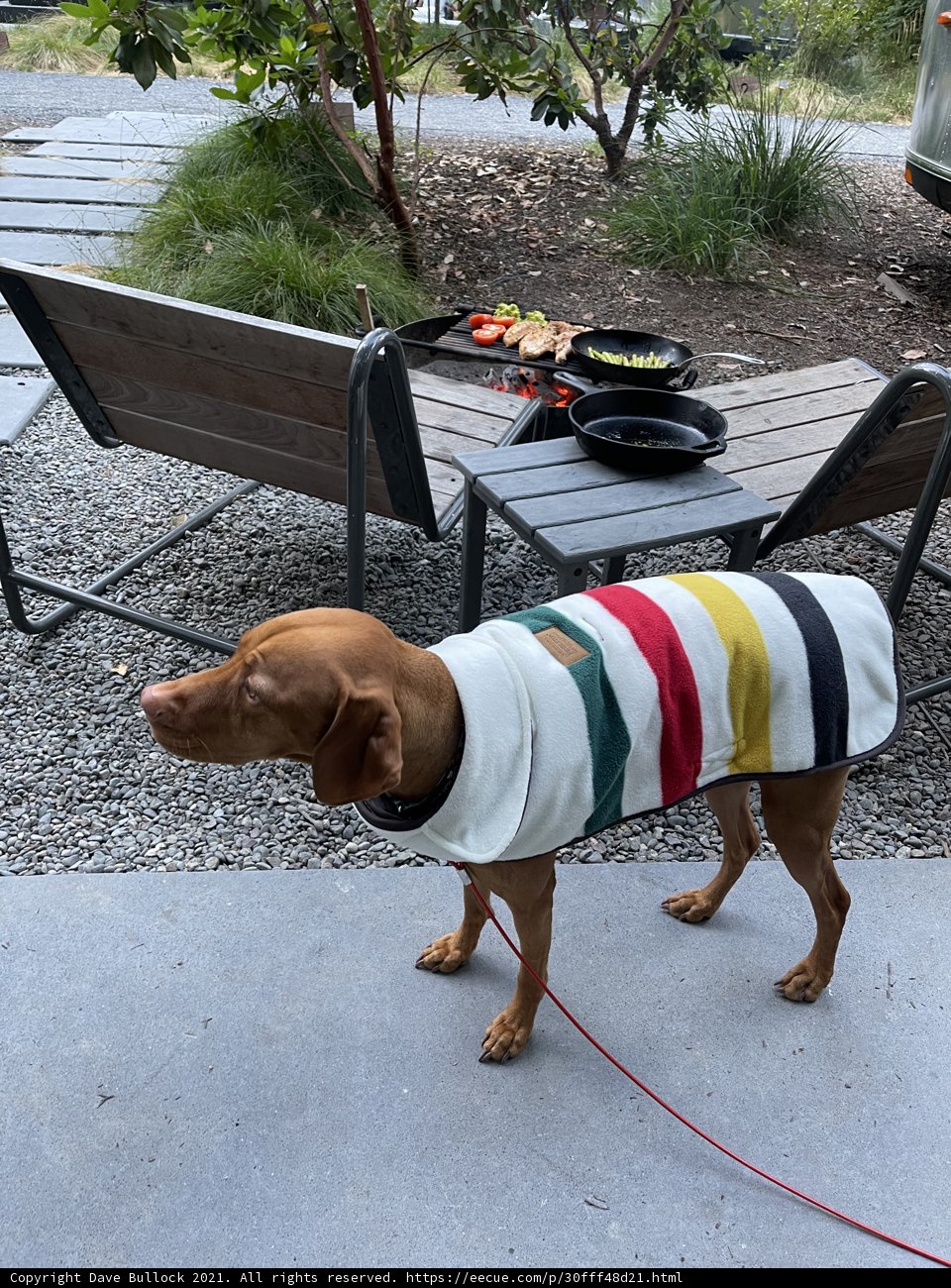 Stylish Canine Fashion