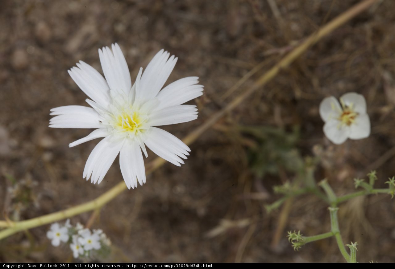 White Daisy in Bloom