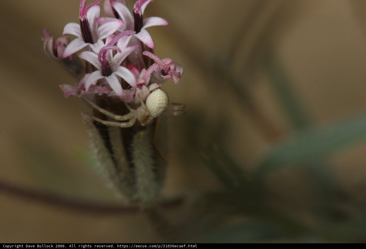 Garden Spider on a Geranium