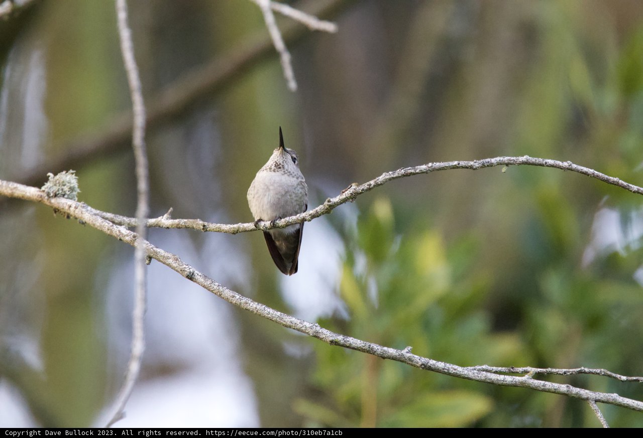 Peaceful Pause: Hummingbird Ardor