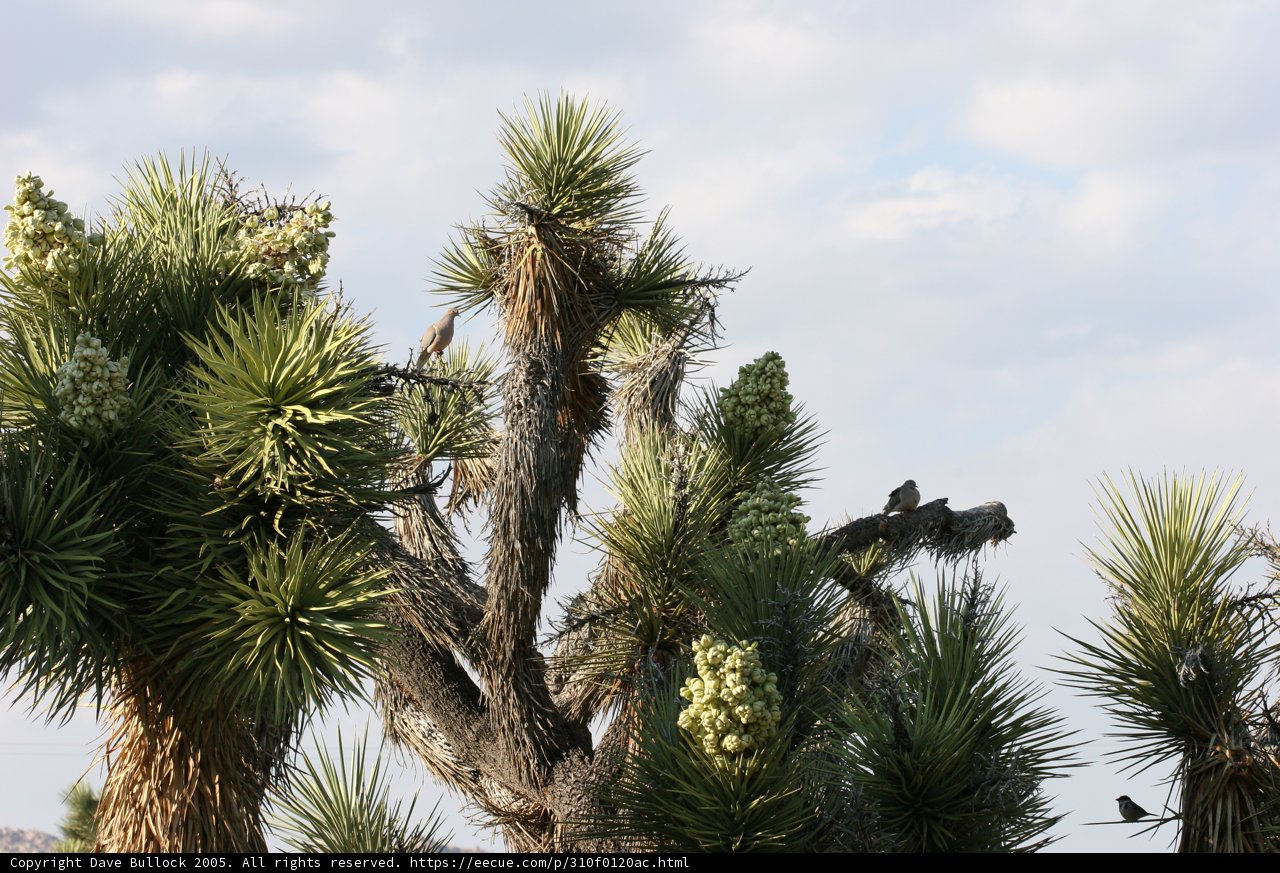 Joshua Tree Haven