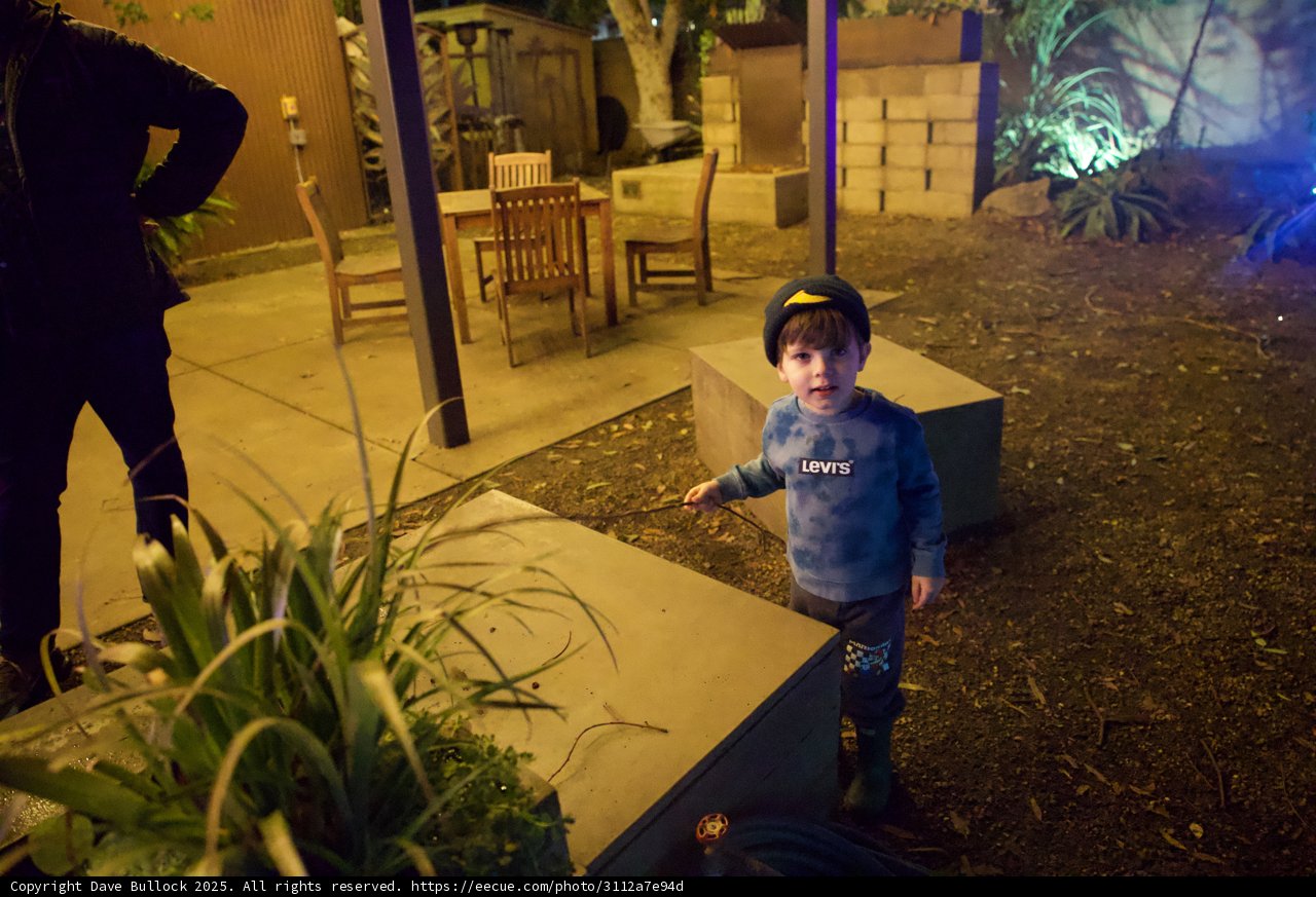 Evening Curiosity in the Garden of D’Lights