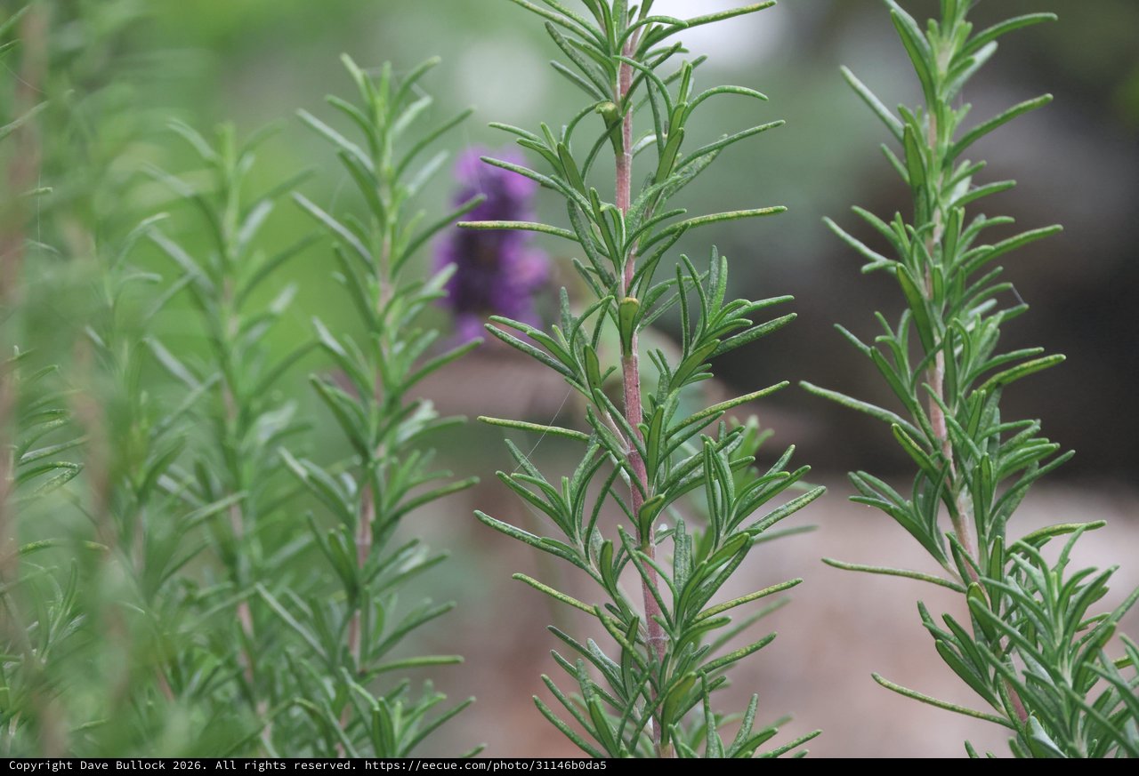 Fresh Rosemary Sprigs with Purple Blooms in Background