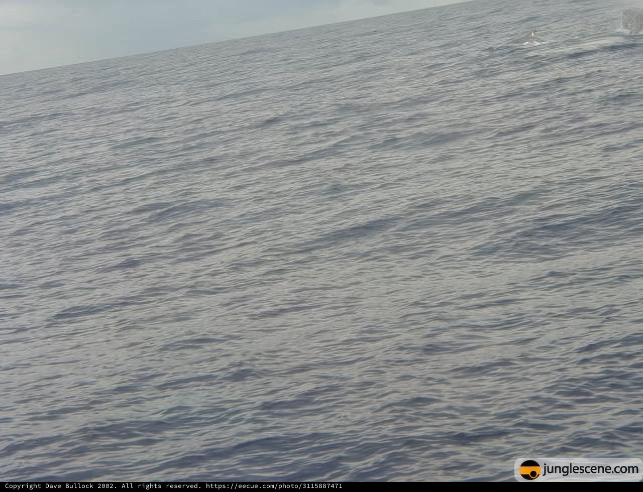 Majestic Meeting Between Whale and Boat