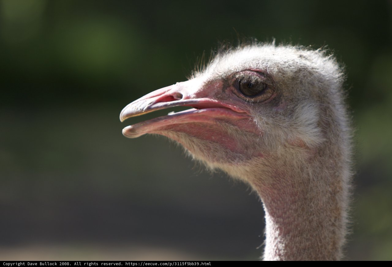 Curious Ostrich