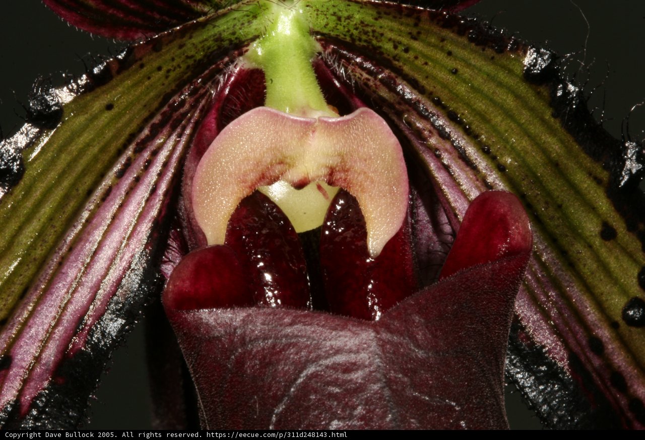 Enchanting Orchid Flower