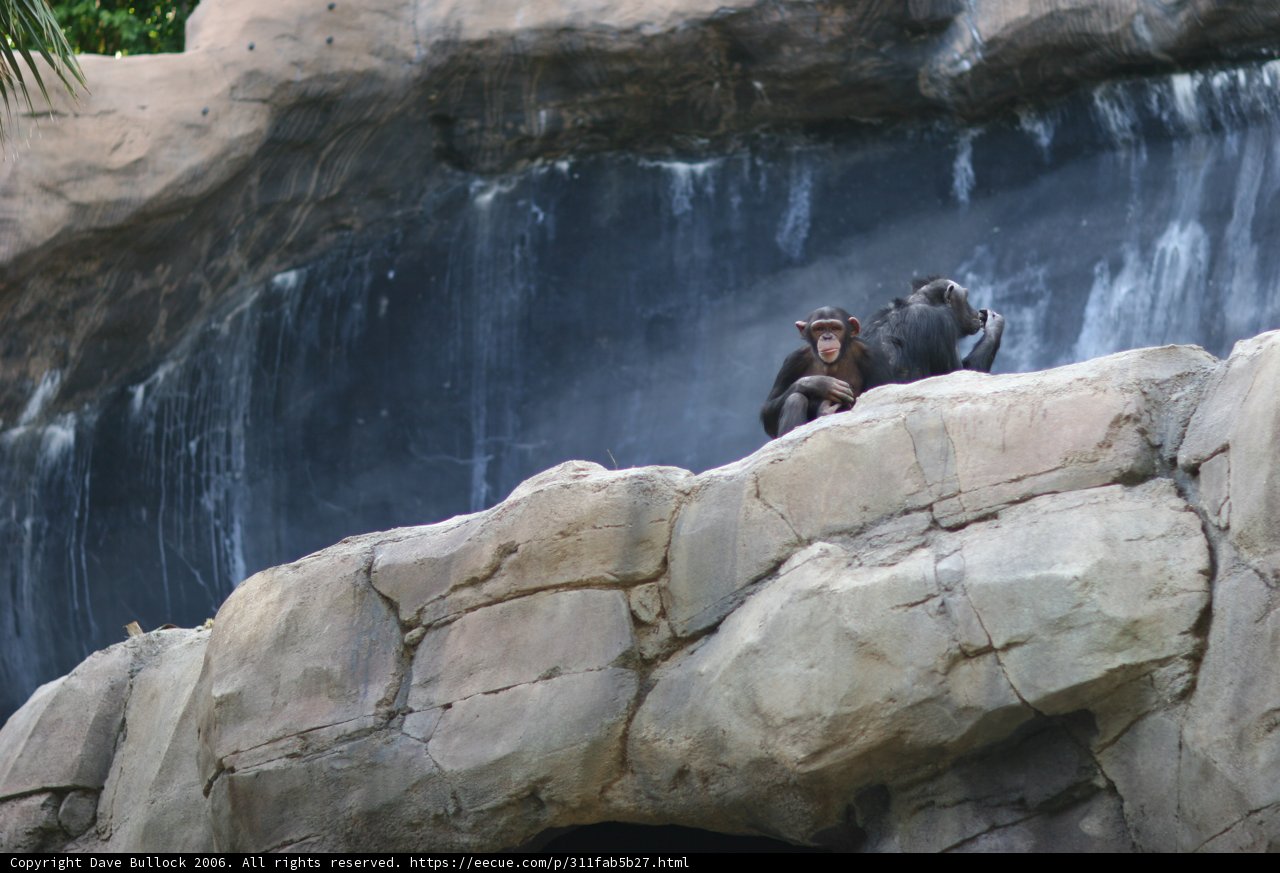 Ape at the Waterfall