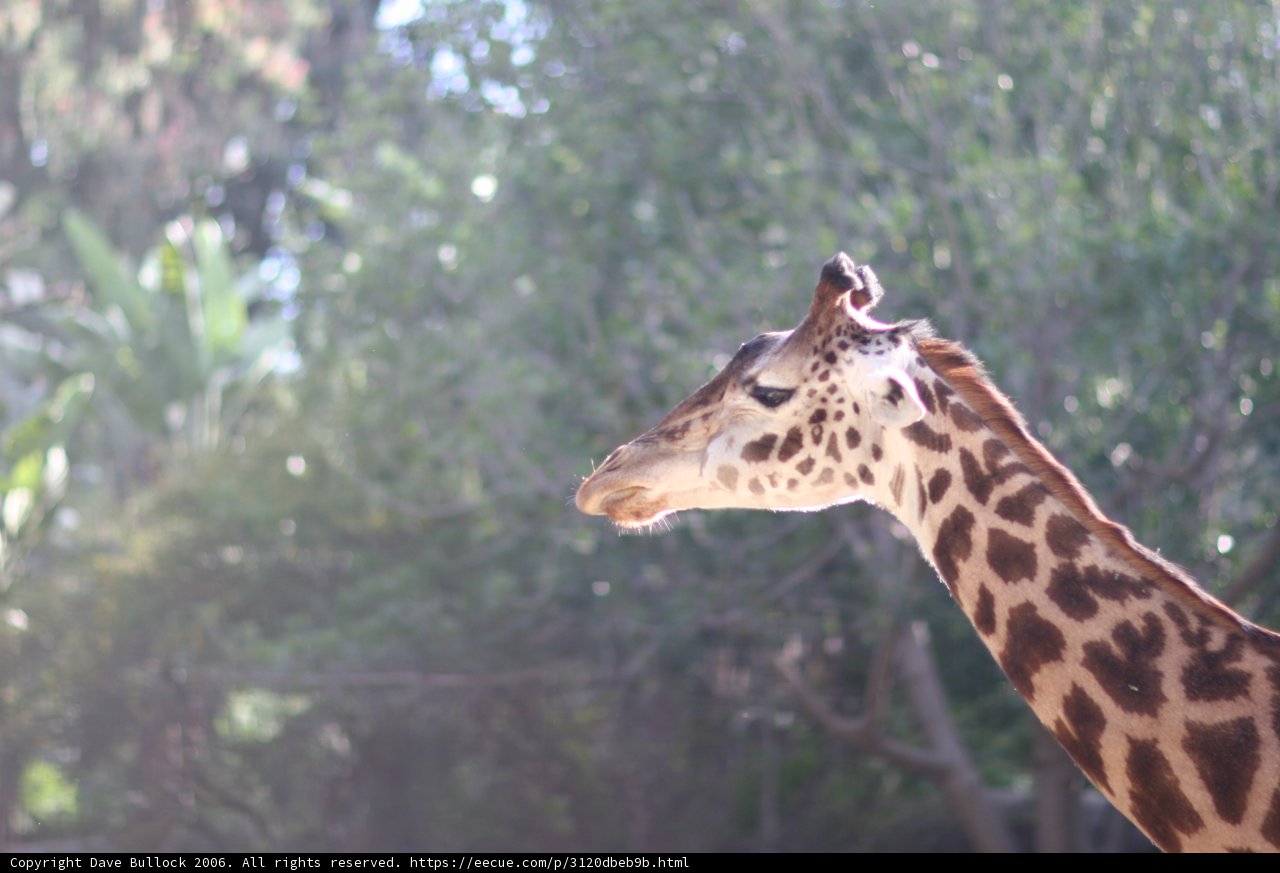 Majestic Giraffe