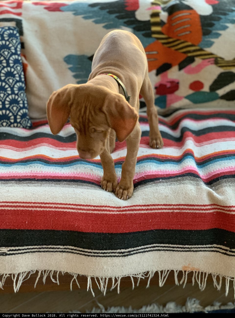 Man's Best Friend on Home Decor