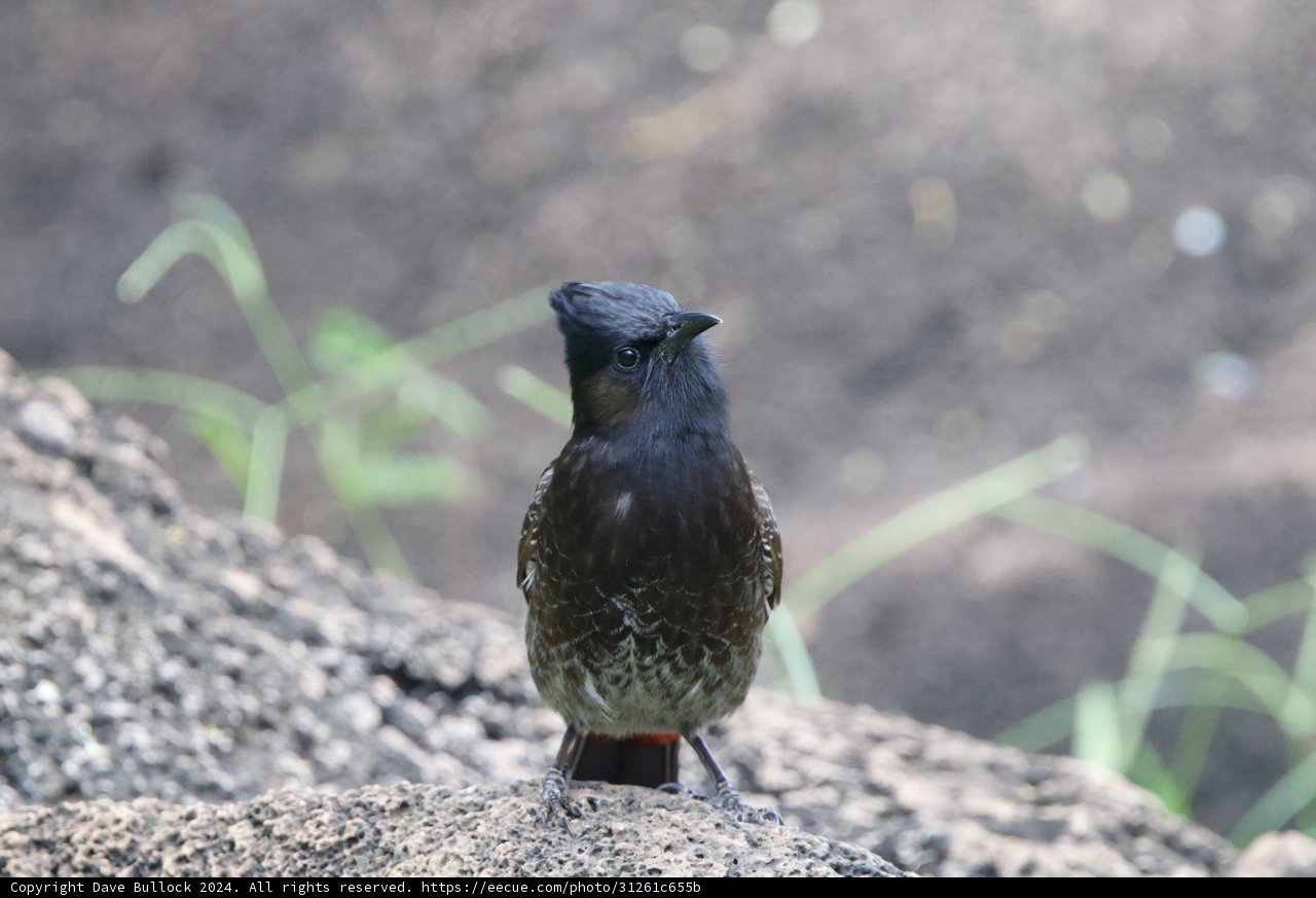 Majestic Solitude: Avian Elegance at the Honolulu Zoo