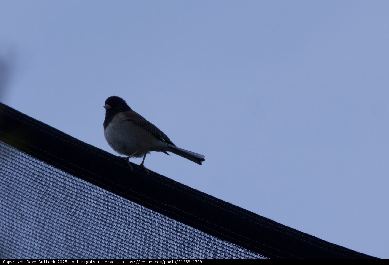 Perched in Serenity