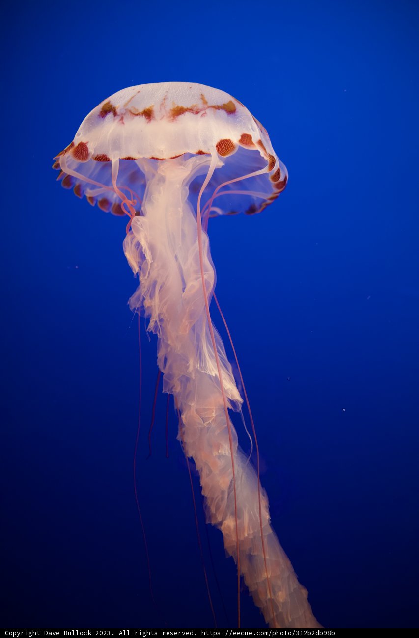 Graceful Dance in The Deep Blue